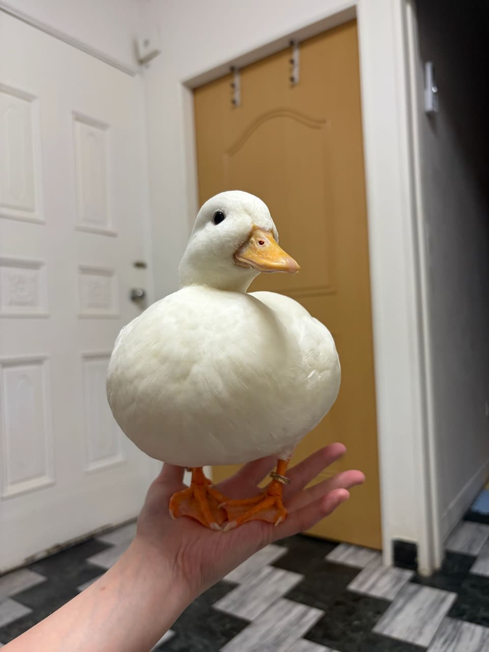 megapx