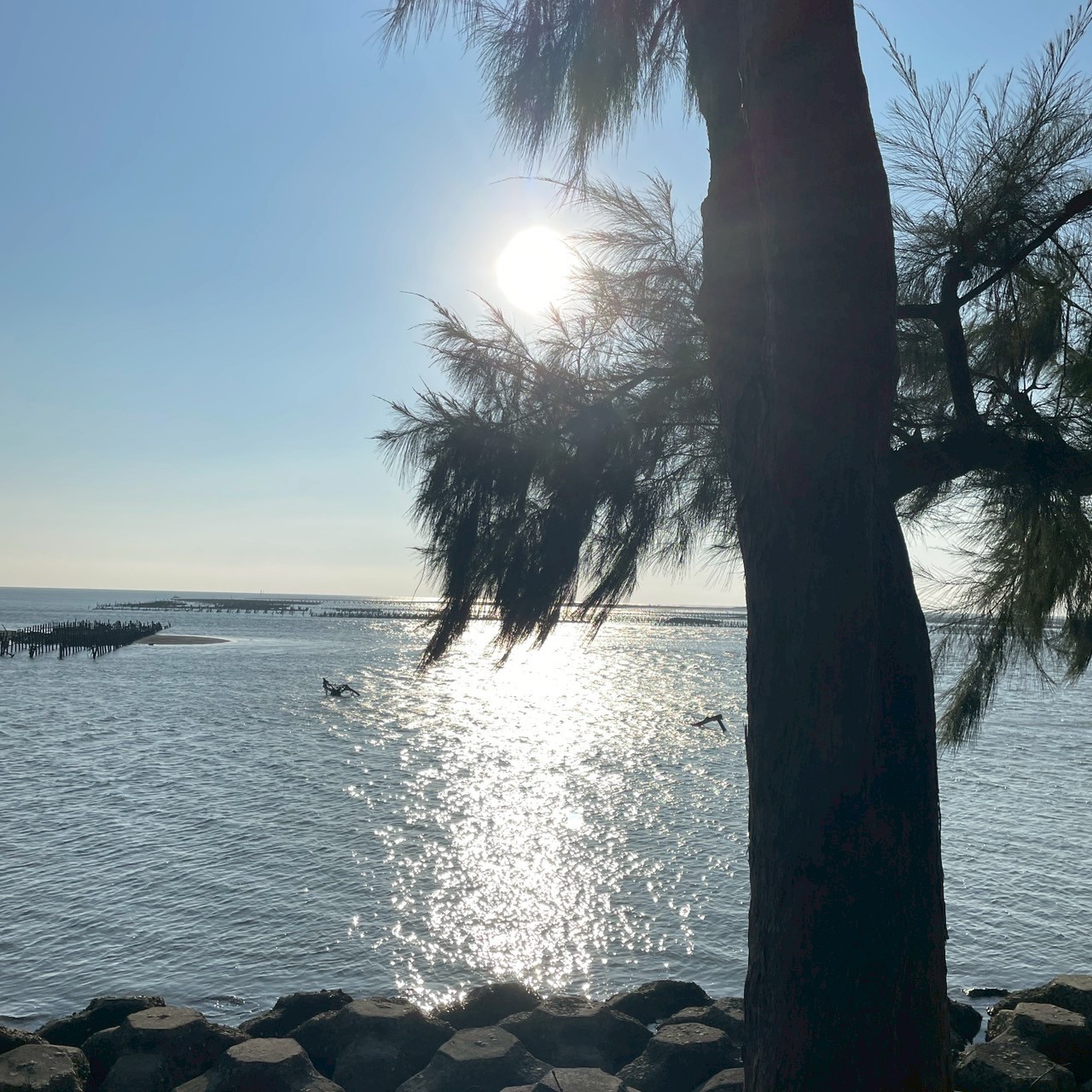 國內遊記 嘉義東石漁港一日遊～