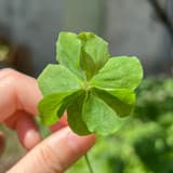 yunrulucy