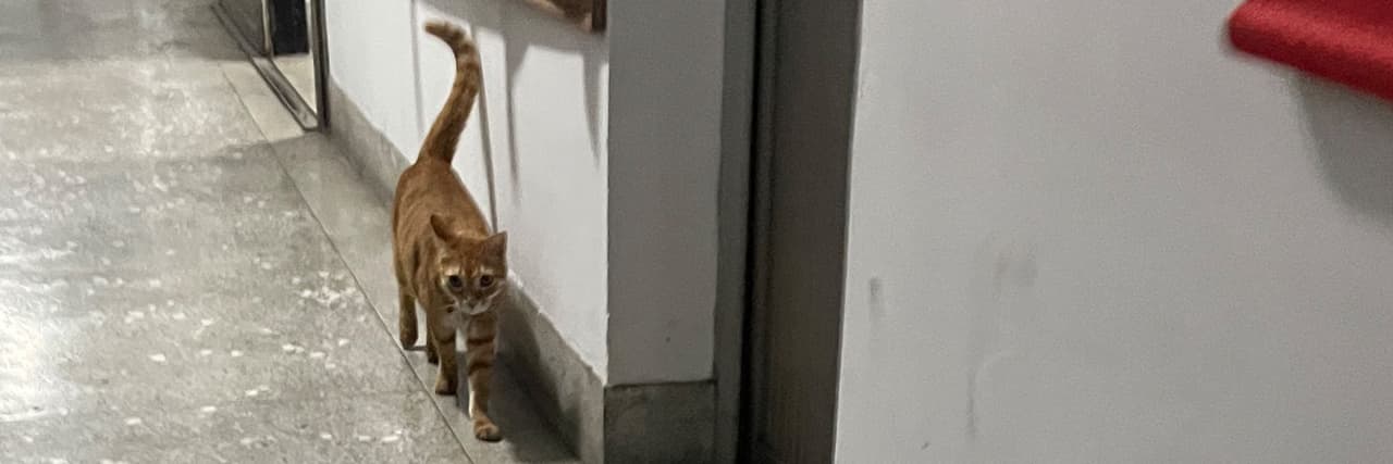 阿橘是隻喵
