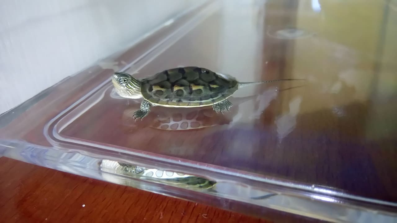 更其實烏龜……(更#影片) - 寵物板| Dcard