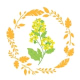 一棵白芥子