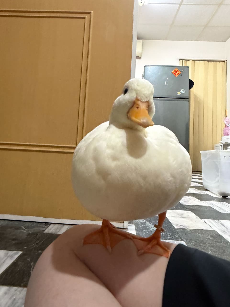 megapx