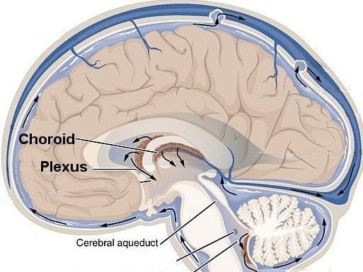 #懷孕 淺談脈絡叢囊腫(choroid plexus cyst) - 個人看板板 | Dcard