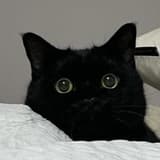 🐈‍⬛