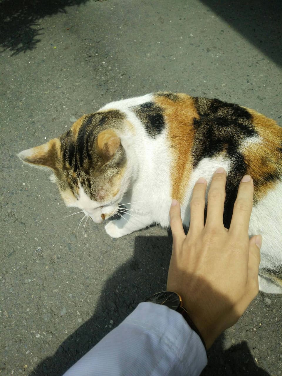 megapx