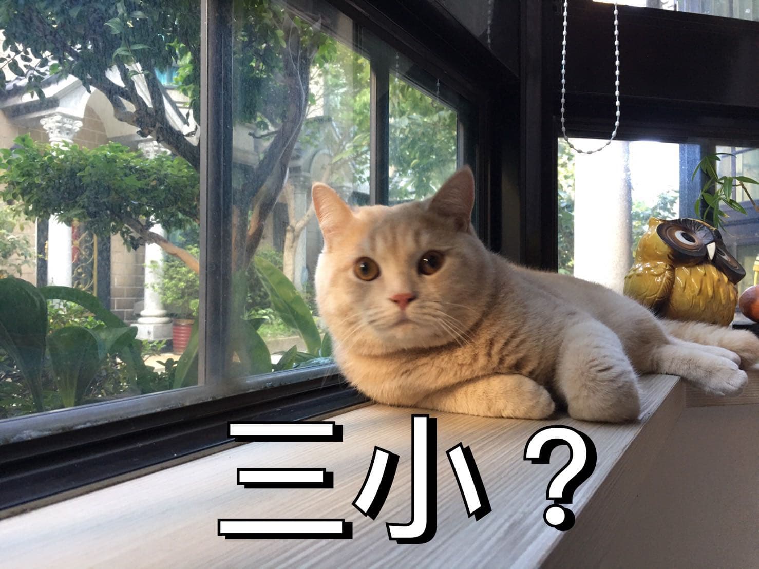 男友養了一隻梗圖貓貓- 寵物板| Dcard