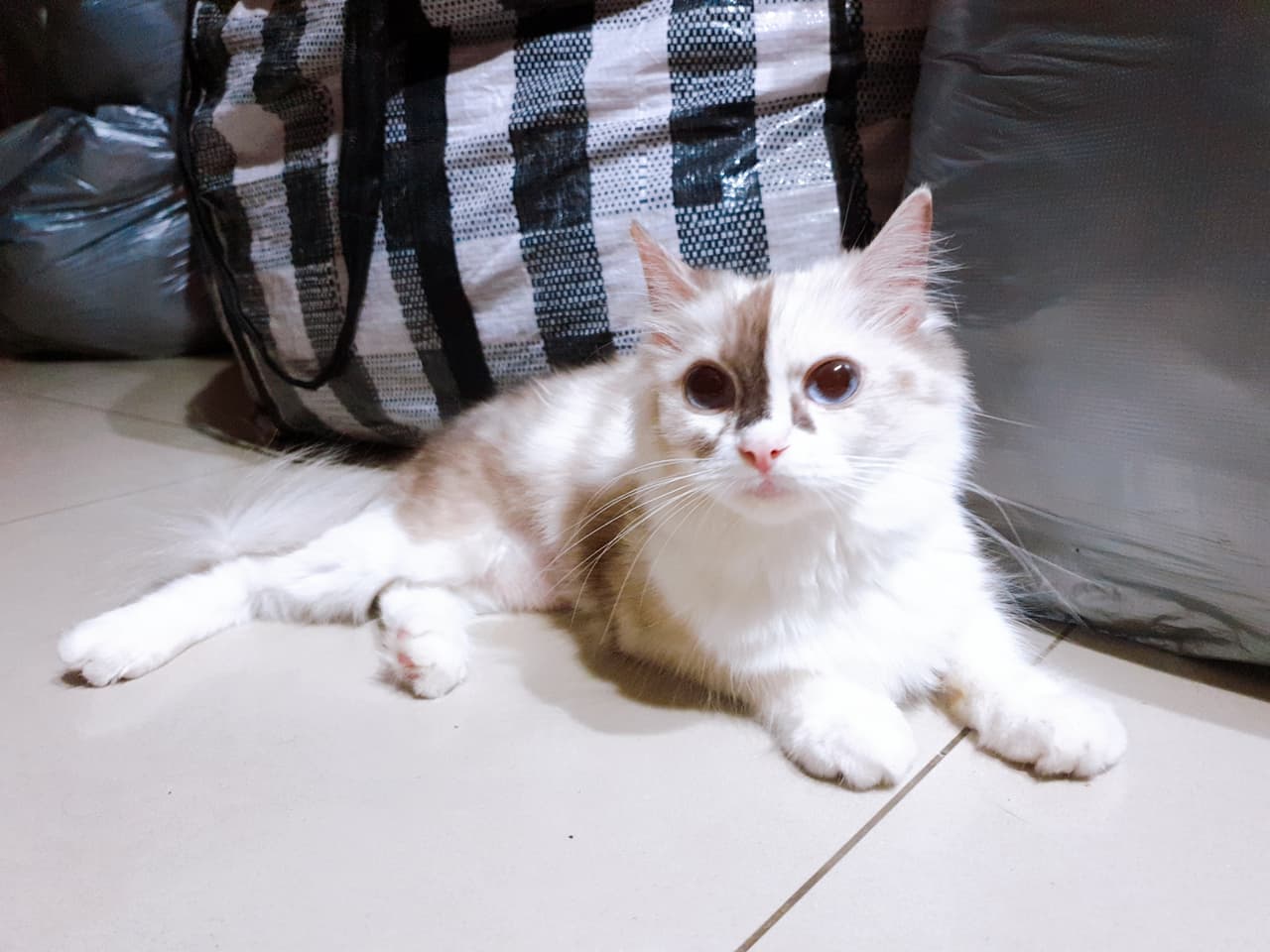 megapx