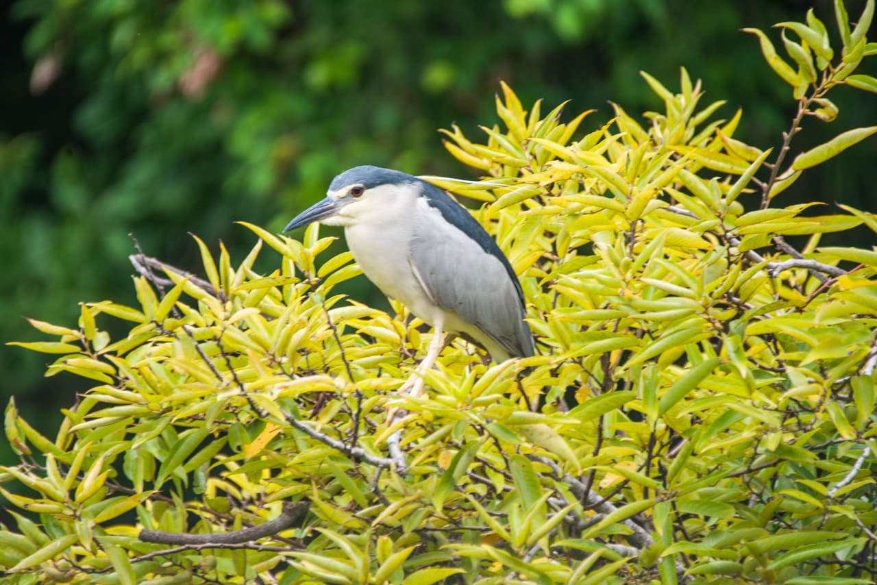 科博館植物園生態池捕魚的夜鷺 - 閒聊板 | Dcard