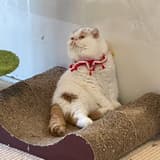 柚子
