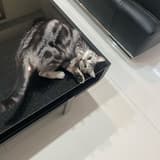Sam