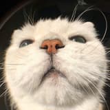 Doobi