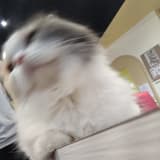 喵喵