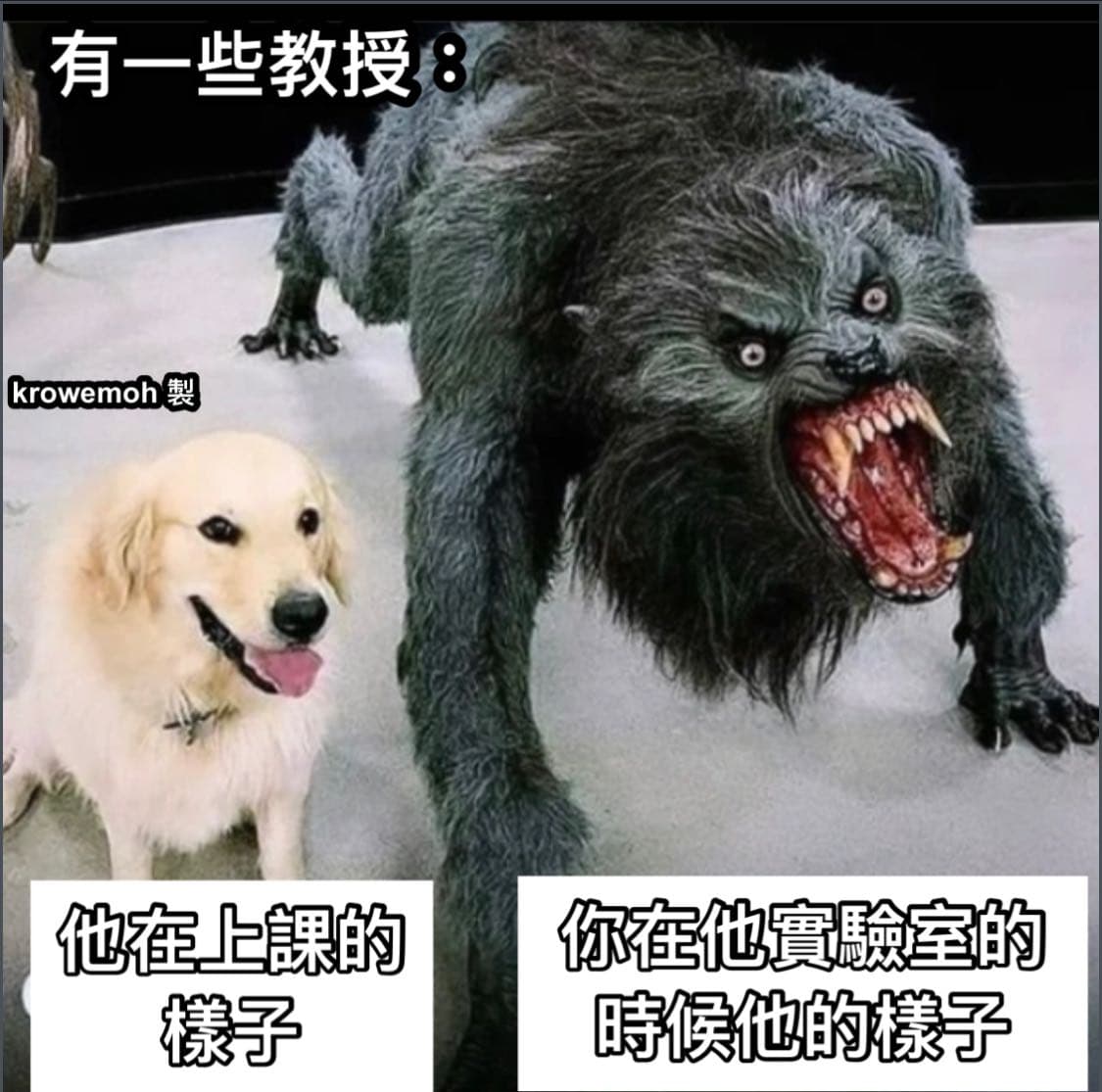 #二創 像吉了吉娃娃跟藏獒的後代 - 梗圖板 | Dcard