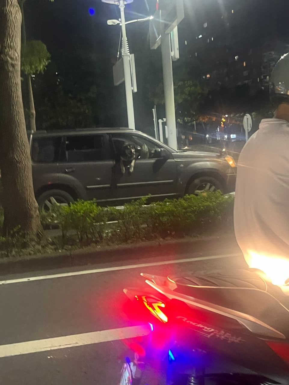 為了拍路上狗狗拍到…. - 靈異板 | Dcard