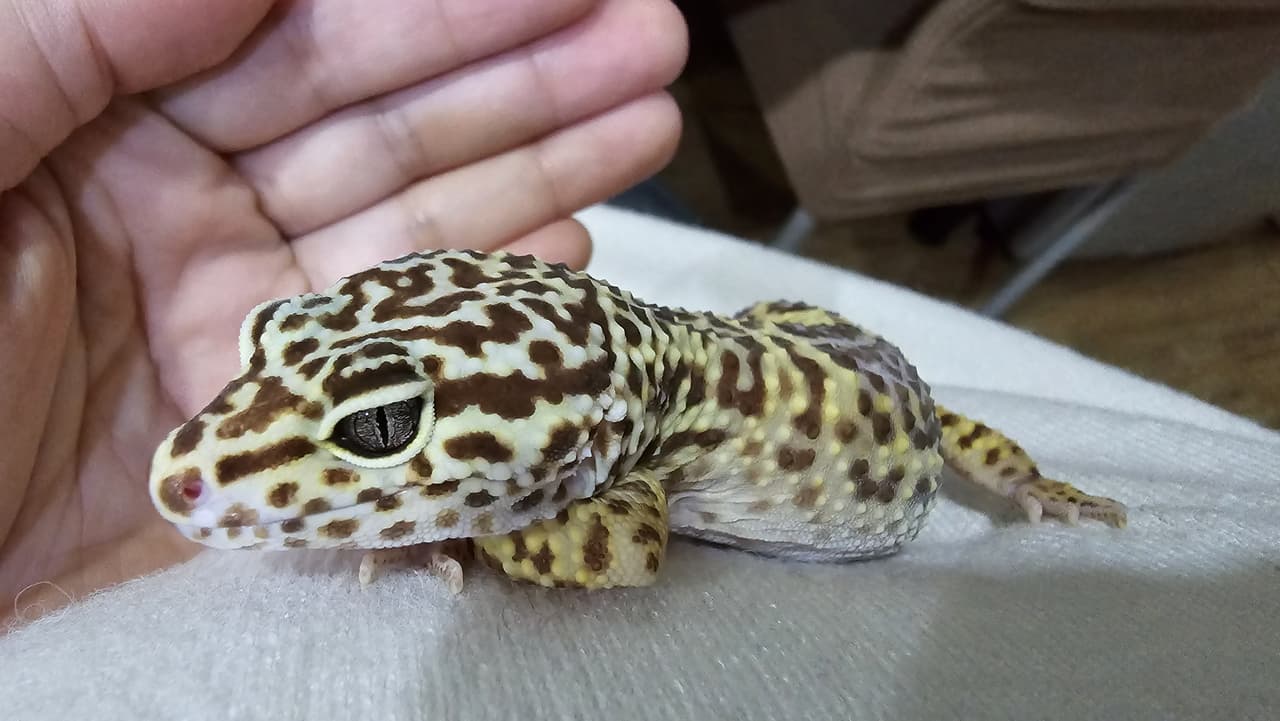 megapx