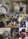 貓咪找家