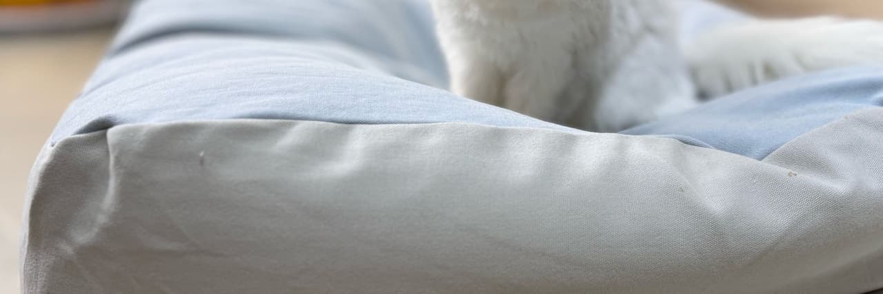 indigocat