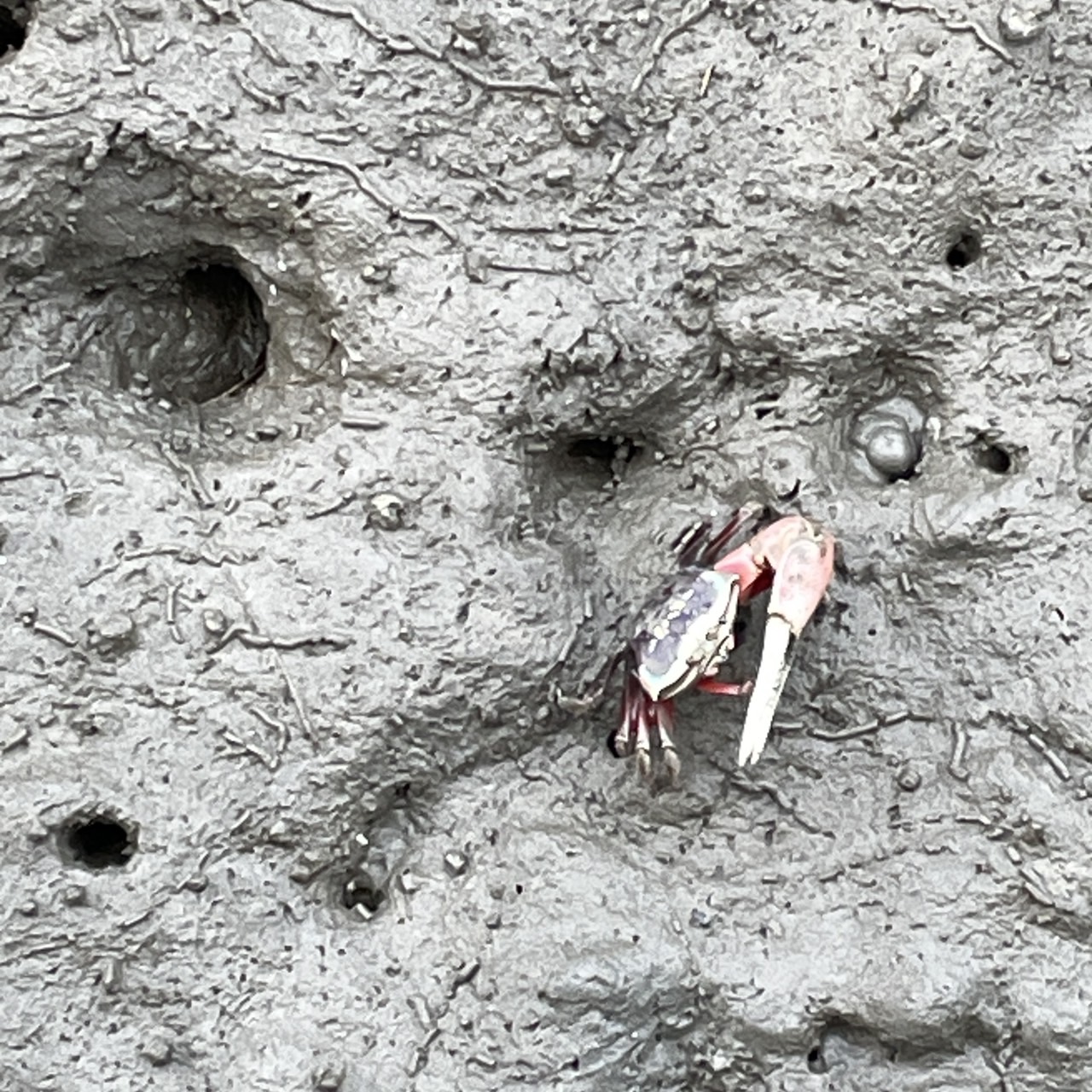 國內遊記 高美濕地半日遊～