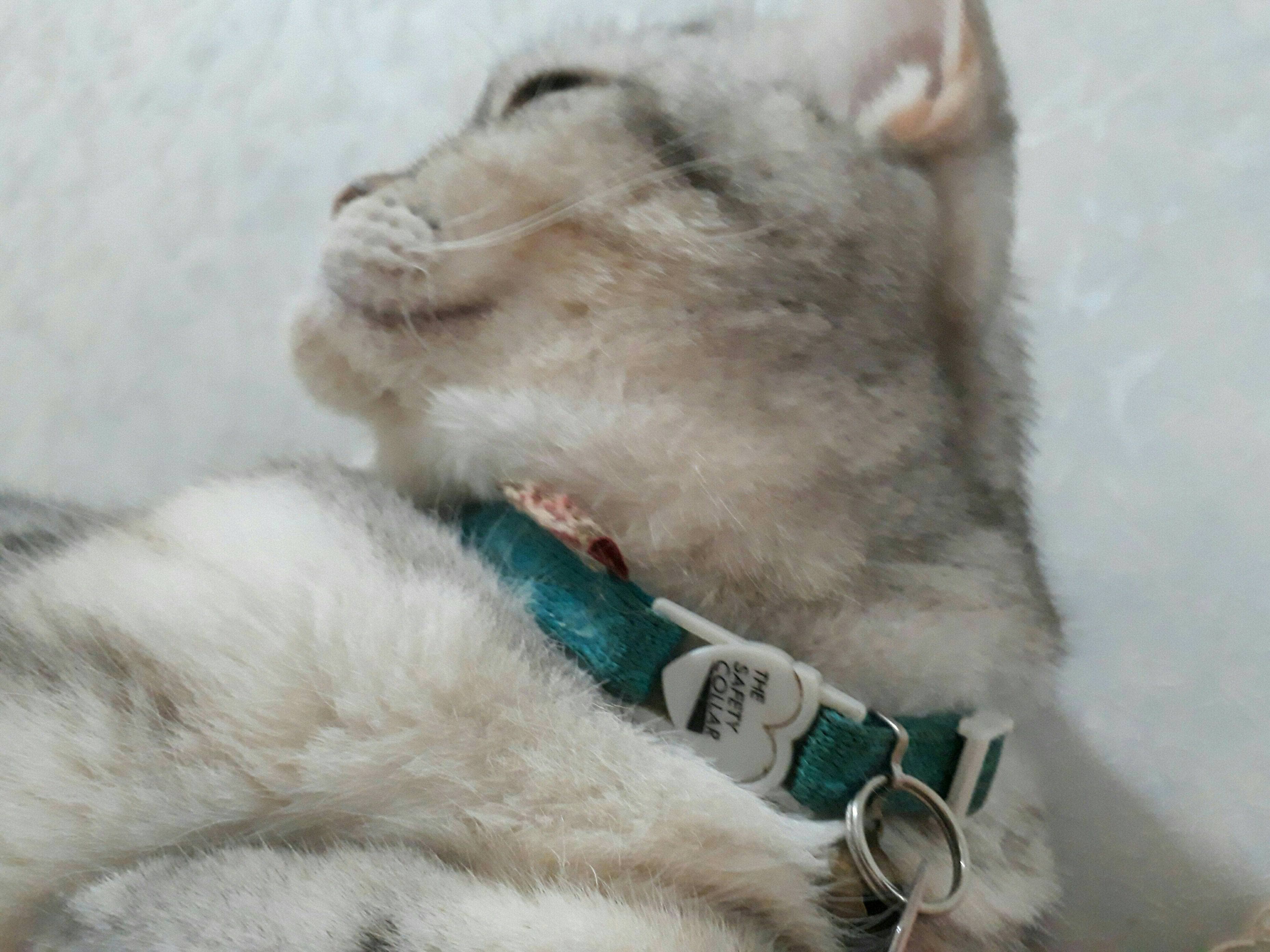 圖#貓厚道星球- 寵物板| Dcard