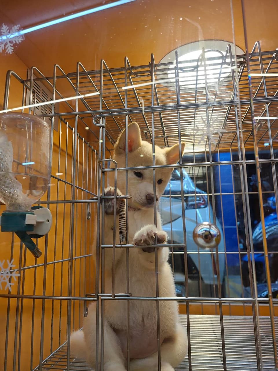 柴犬幼犬價格- 寵物板| Dcard