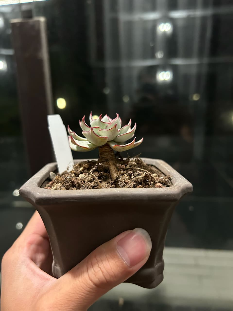 #多肉 不小心被劍司諾娃燒到 - 植物板 | Dcard