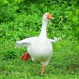 鴨梨山大ʚ₍·ʚ·₎ɞ