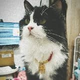 慵懶大貓🐱