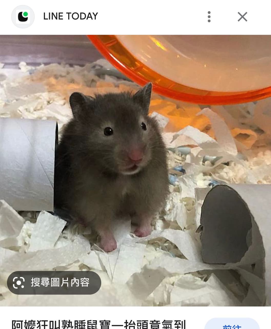 黃金鼠購買- 寵物板| Dcard