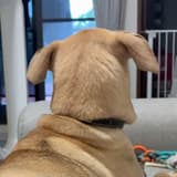滴尿在馬桶