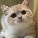 travel_cat