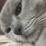 維
