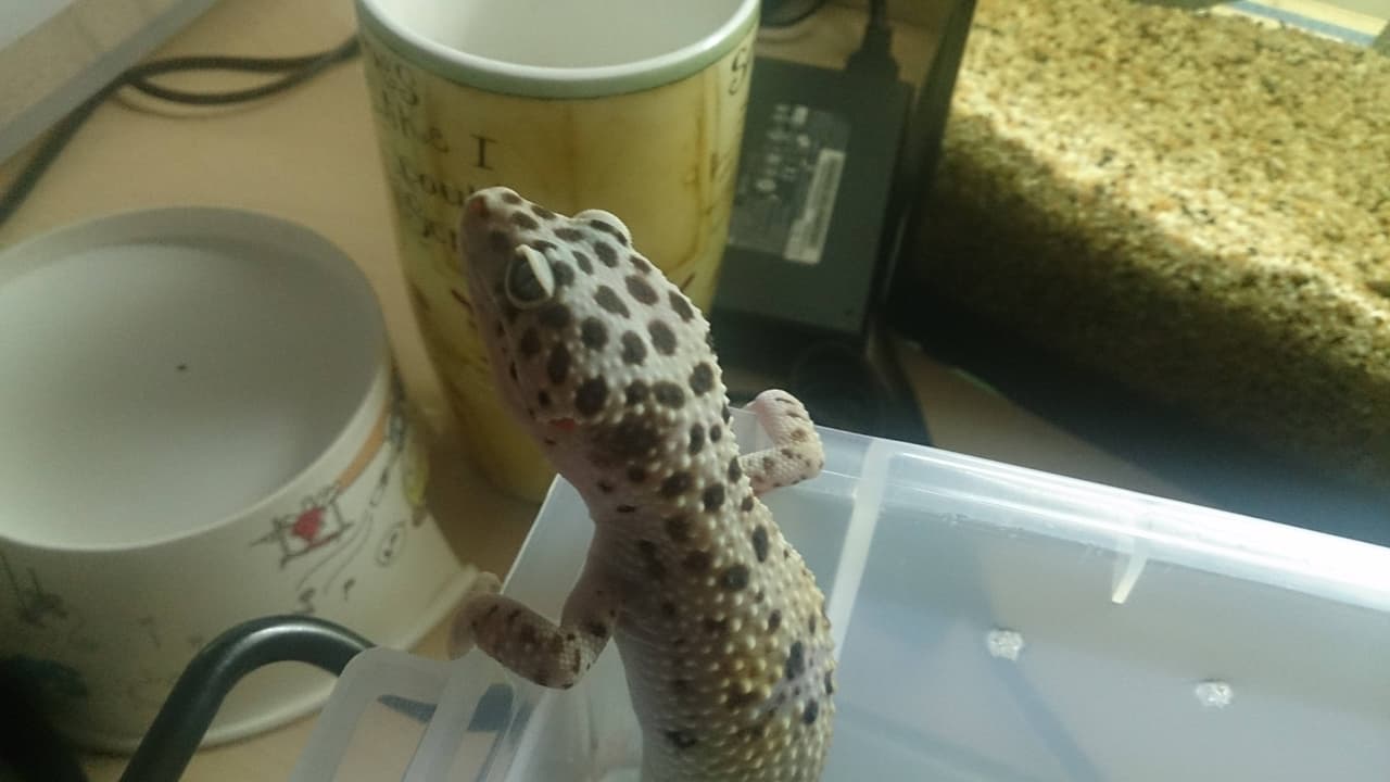 megapx