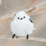 RoyBird