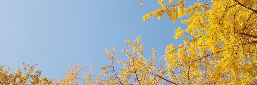 阿帕