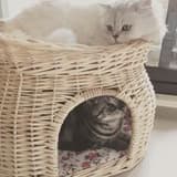 indigocat