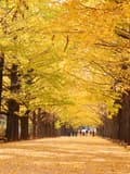 国営昭和記念公園のイチョウ並木が綺麗すぎる