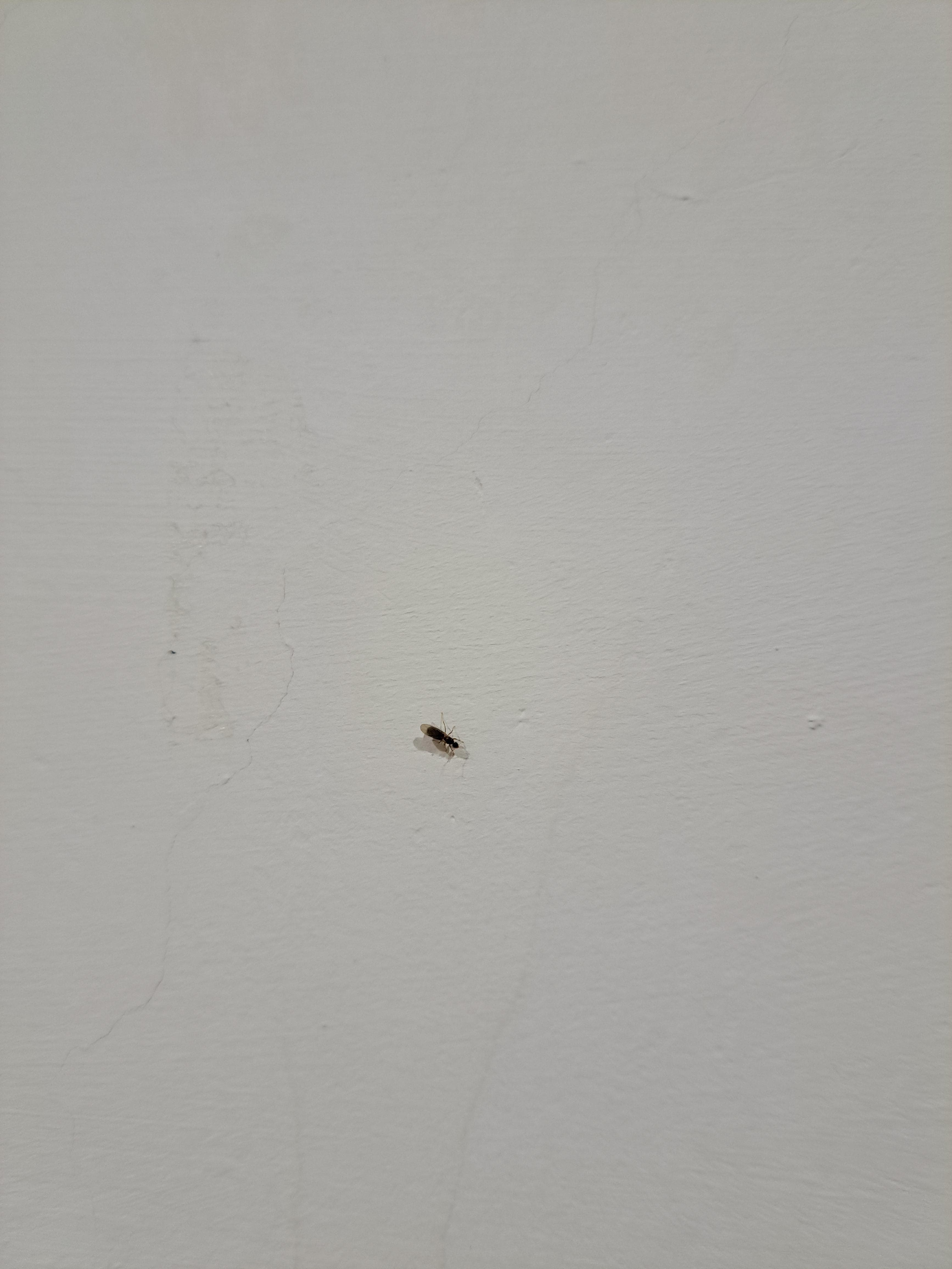 請益房間有翅膀的黑螞蟻- 昆蟲板| Dcard