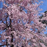 大棉花