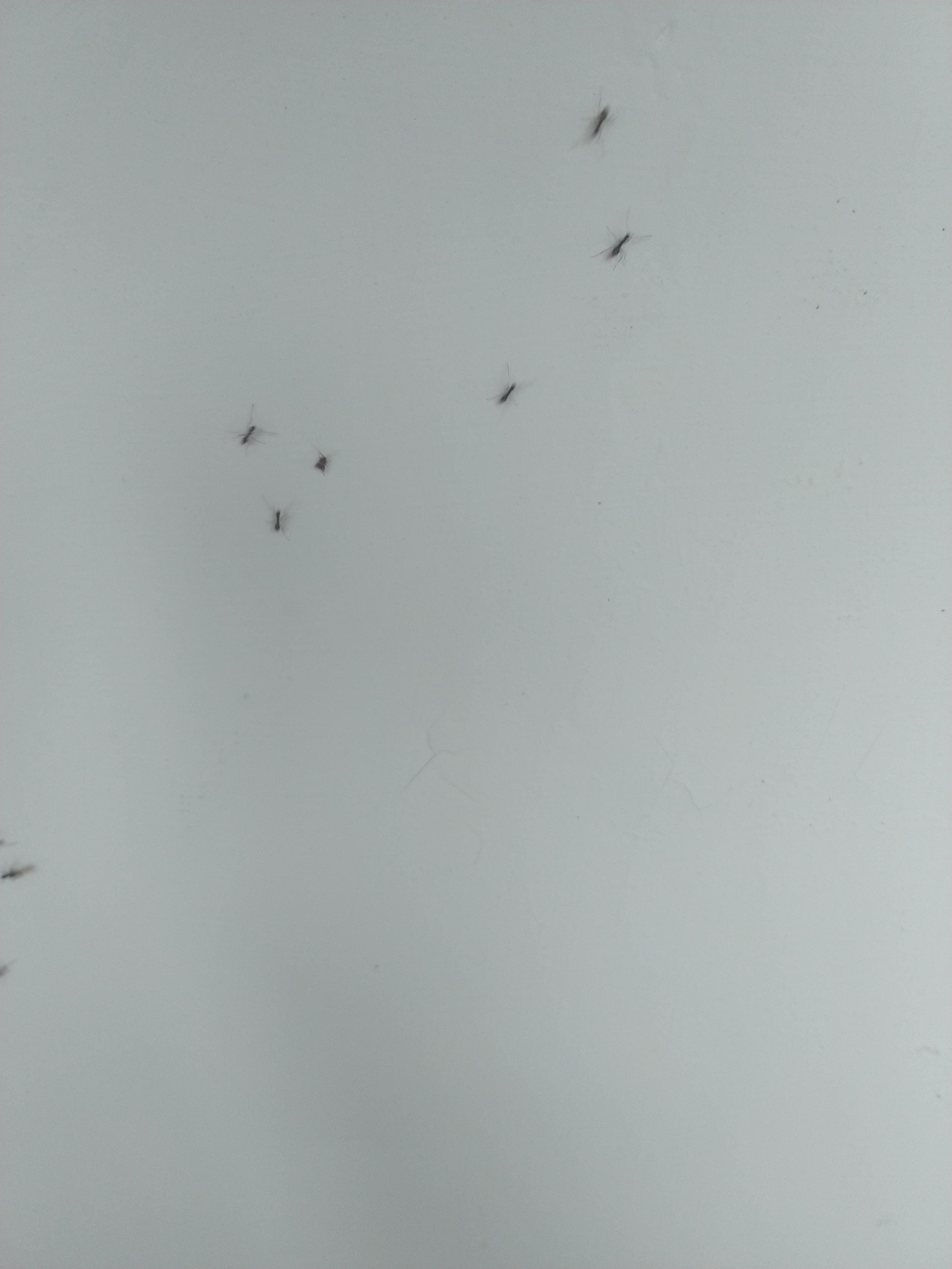 請益今天看到一群螞蟻不知道是在搬家還是幹嘛，除了中途會不時出現特別大長翅膀的個體之外，還有圖中隊伍中間特別短的而且還不少。 我怎麼看那都不像螞蟻 啊，但他們還會用觸角交流欸-