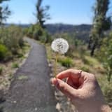 iris_94128