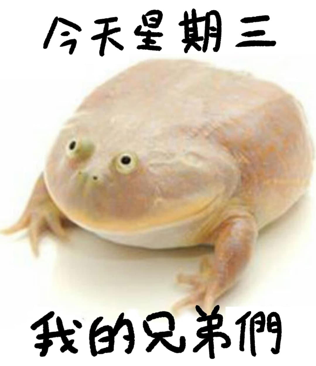 今天星期三嘓嘓🐸 - 梗圖板| Dcard