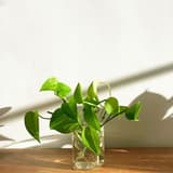 pothos
