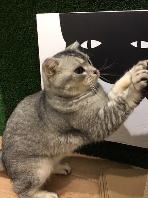 megapx