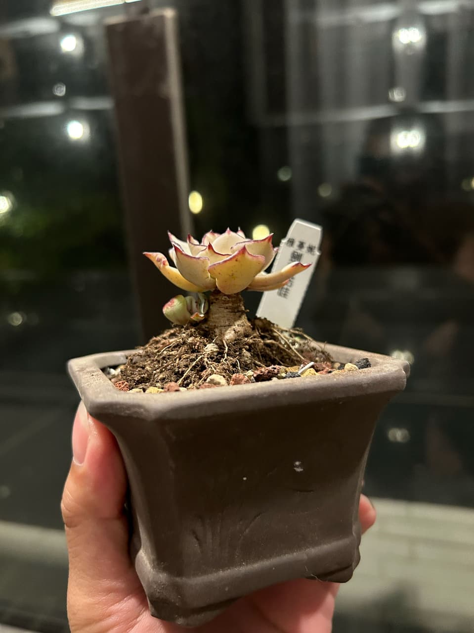 #多肉 不小心被劍司諾娃燒到 - 植物板 | Dcard