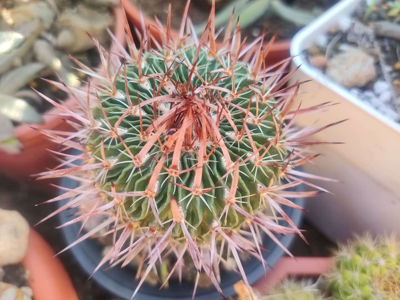 megapx