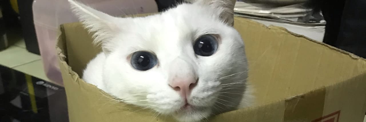 延平北路最會養貓的男人