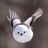 RRRRong