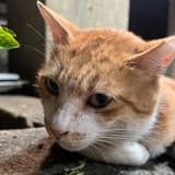 白鯨