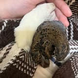 米菇🐥